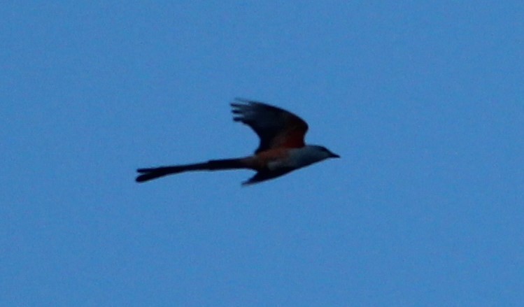 Scissor-tailed Flycatcher - Nestor Herrera