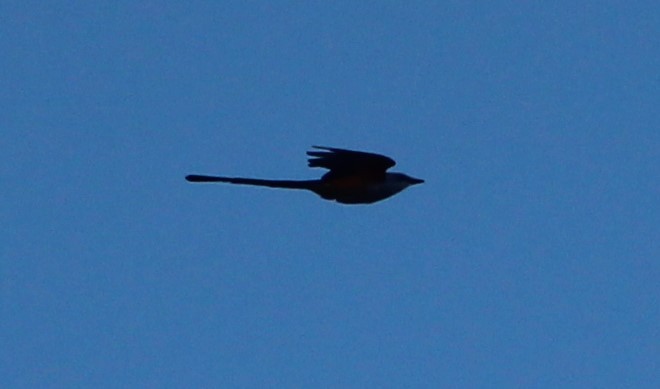 Scissor-tailed Flycatcher - Nestor Herrera