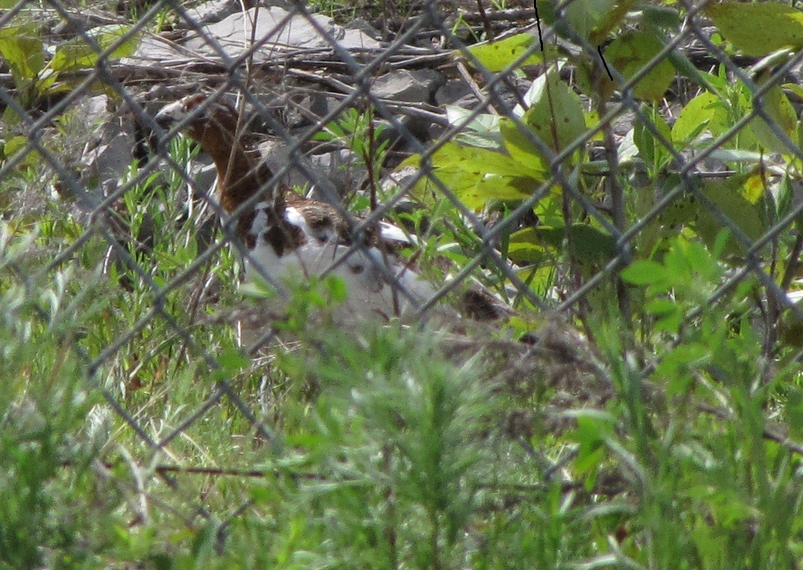 Willow Ptarmigan - ML134444861