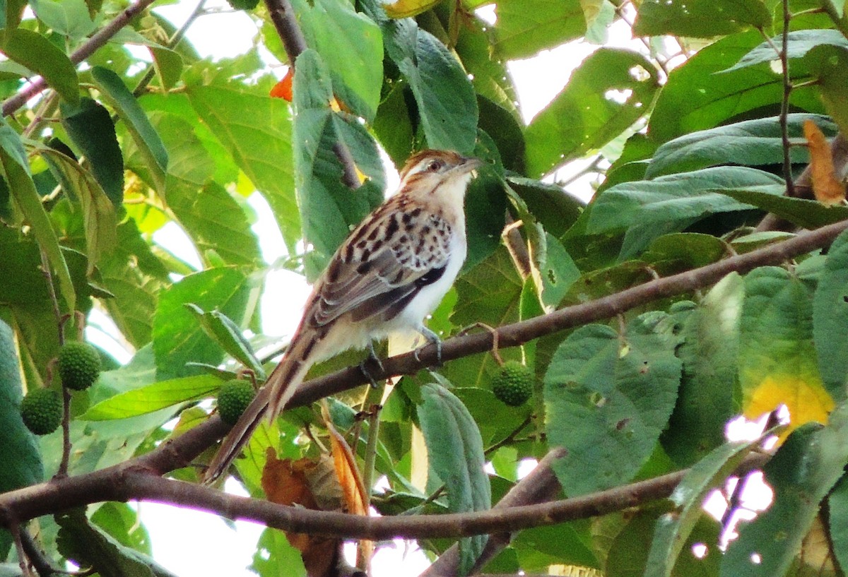 Striped Cuckoo - ML134446001