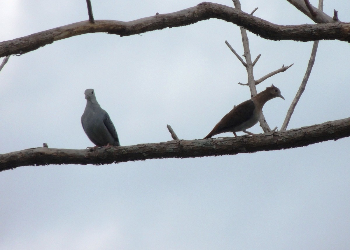 Blue Ground Dove - ML134446231