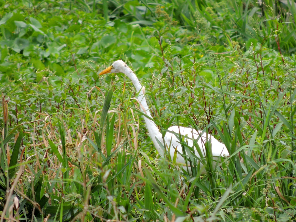 Great Egret - ML134446261