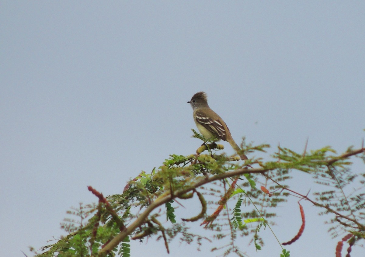 Yellow-bellied Elaenia - ML134446451