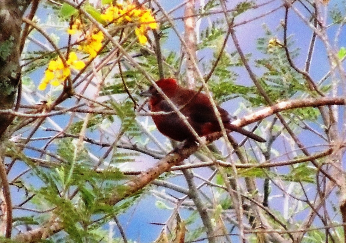 Red-crested Finch - ML134446771