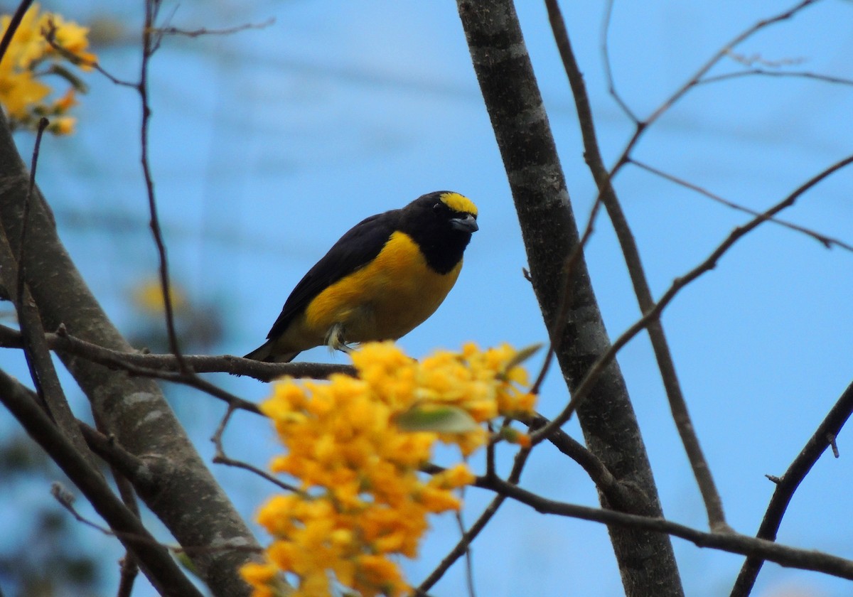 Purple-throated Euphonia - ML134446871