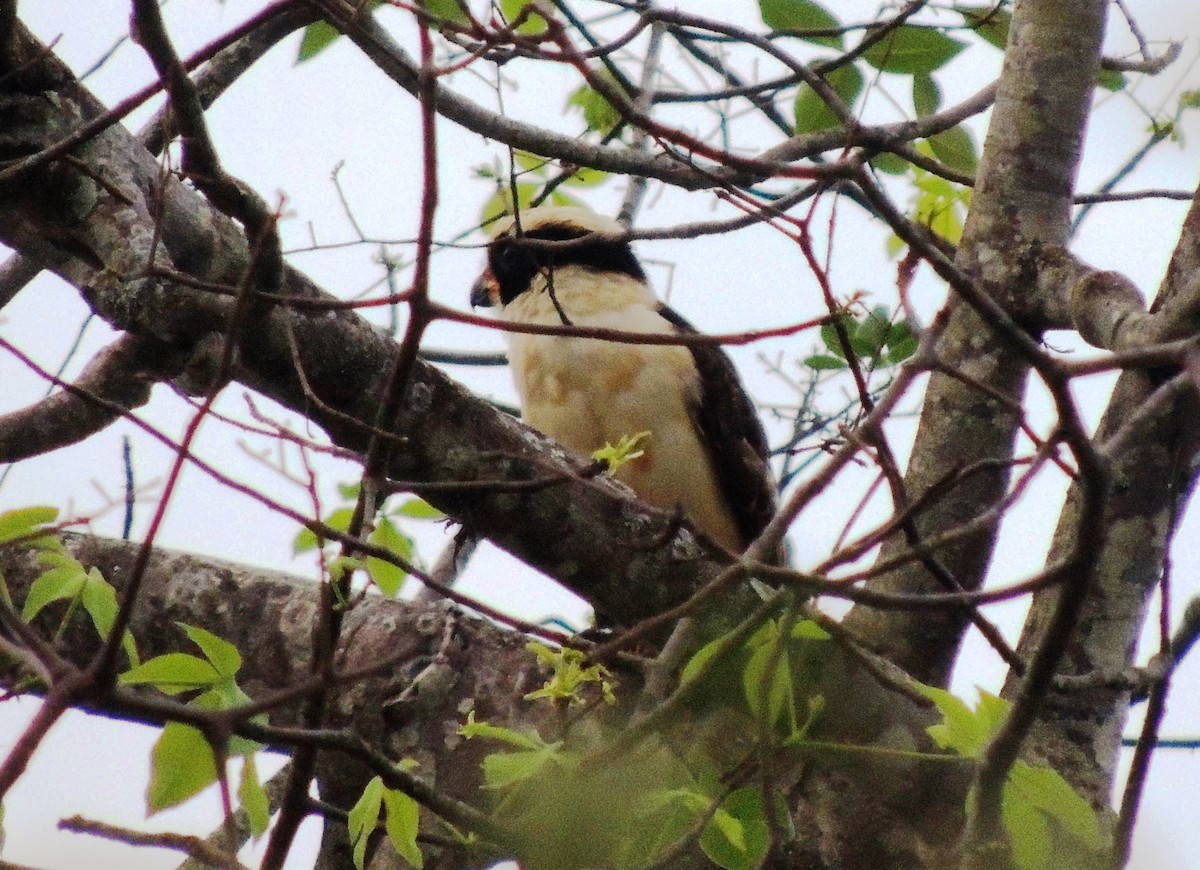 Laughing Falcon - Jorge Tiravanti