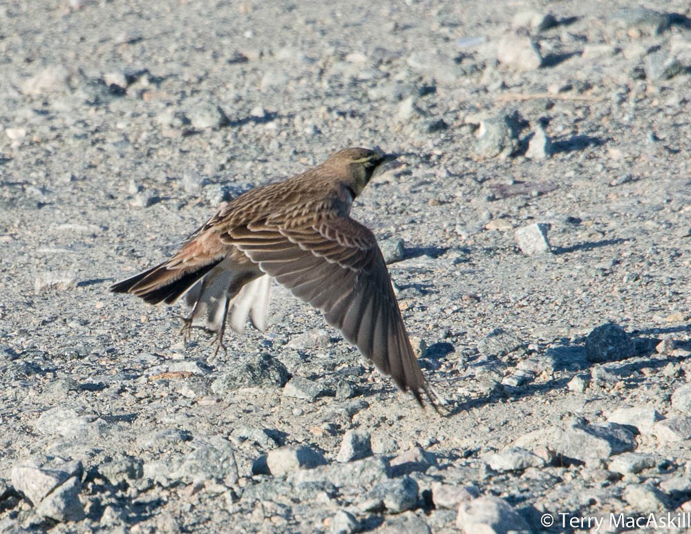 Horned Lark - ML134447581