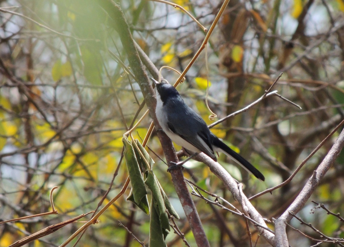 Tropical Gnatcatcher - Jorge Tiravanti