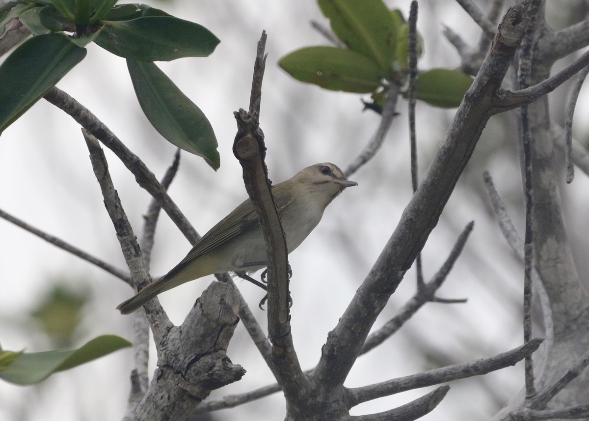 Black-whiskered Vireo - ML134447671