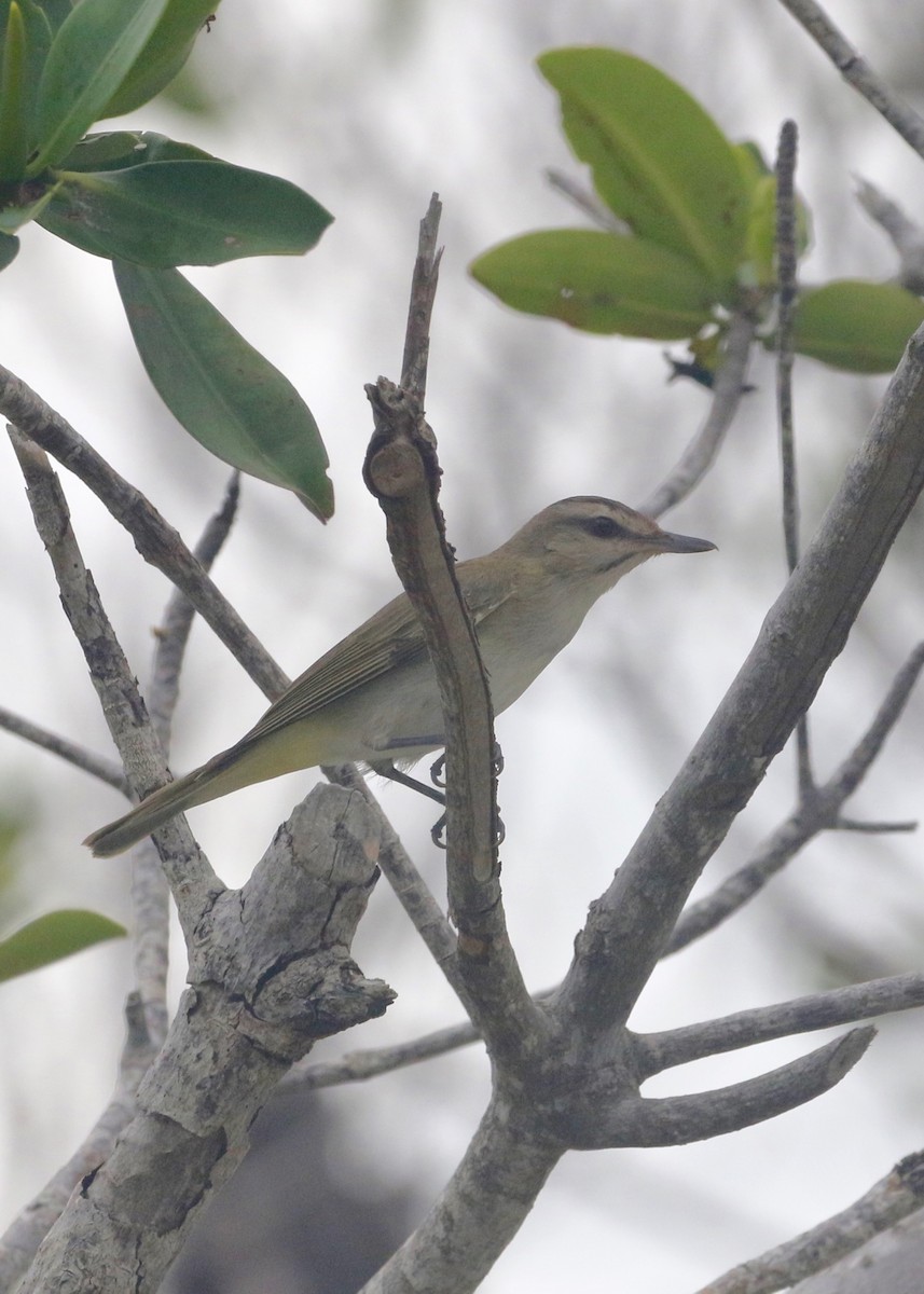 Black-whiskered Vireo - ML134447691
