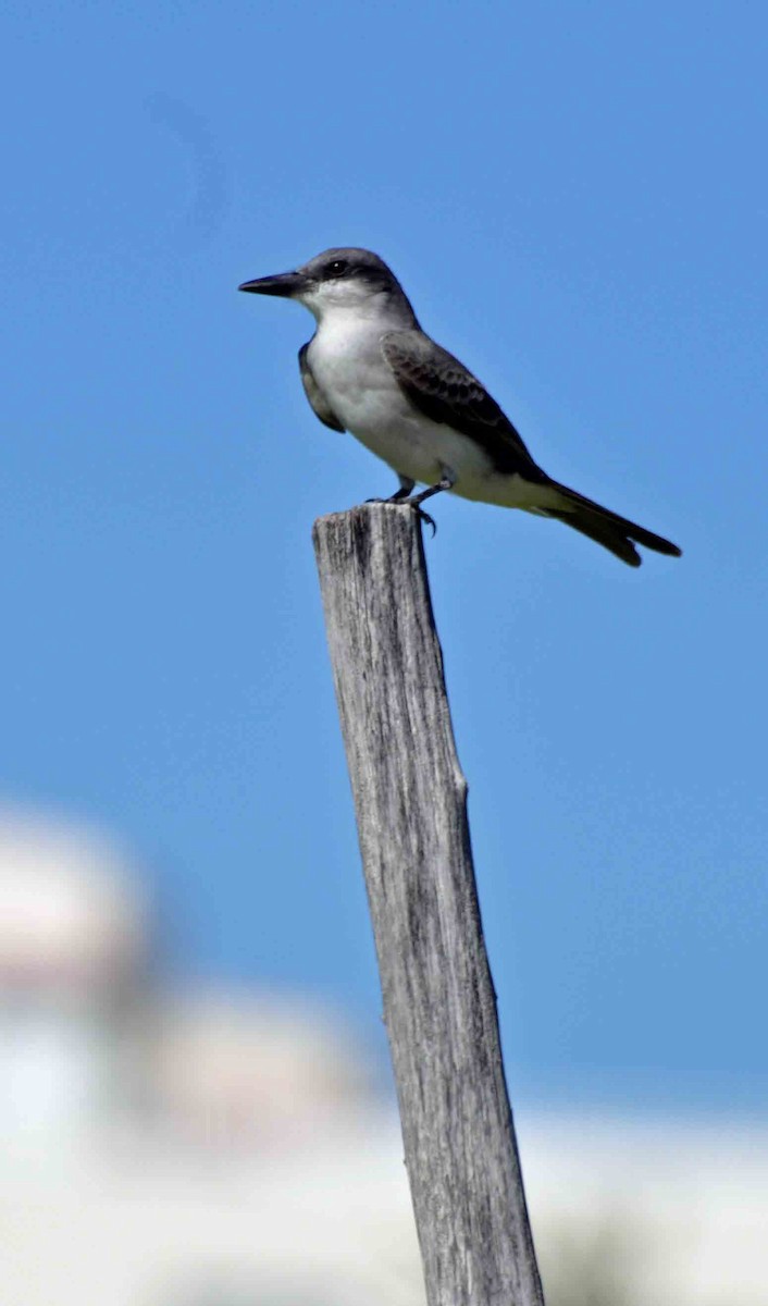 Gray Kingbird - ML134447931