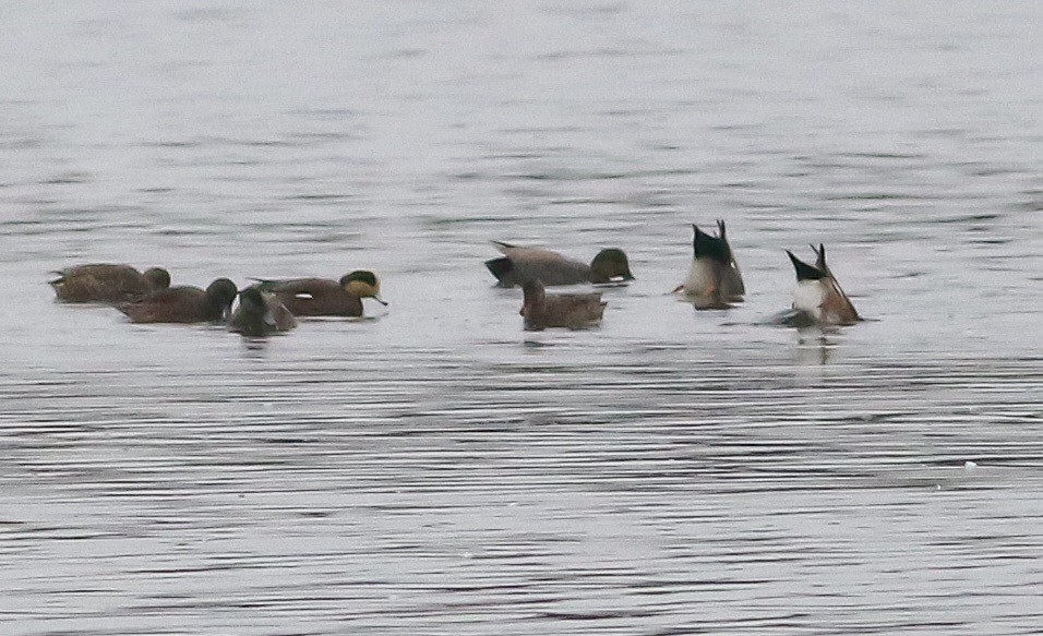 American Wigeon - ML134448611