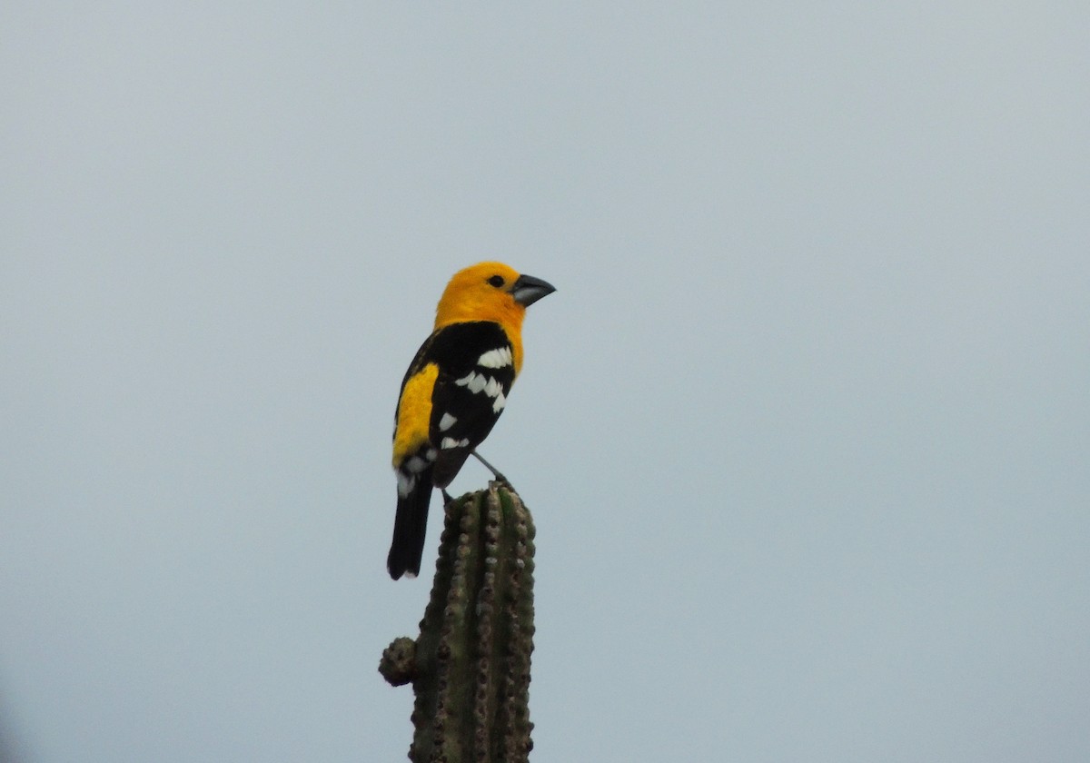 Golden Grosbeak - ML134449511