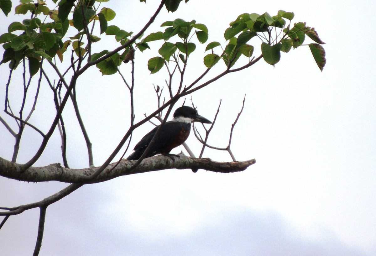 Ringed Kingfisher - ML134449741