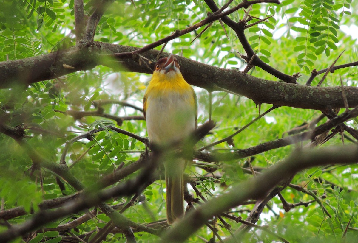 Rufous-browed Peppershrike - Jorge Tiravanti