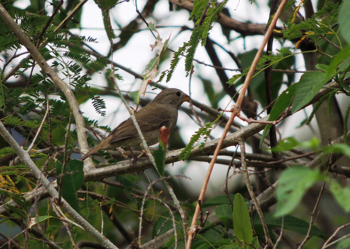 Dull-colored Grassquit - Jorge Tiravanti