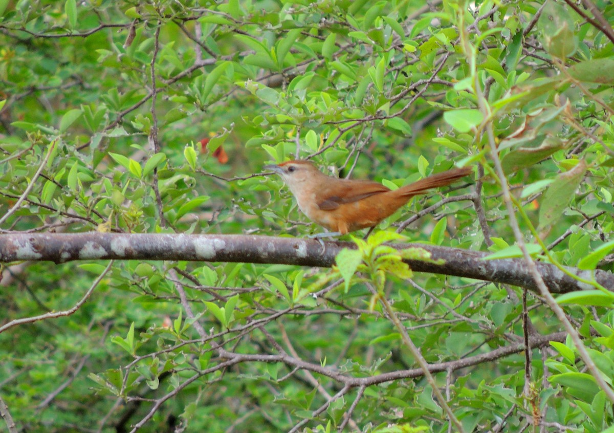 Rufous-fronted Thornbird - Jorge Tiravanti