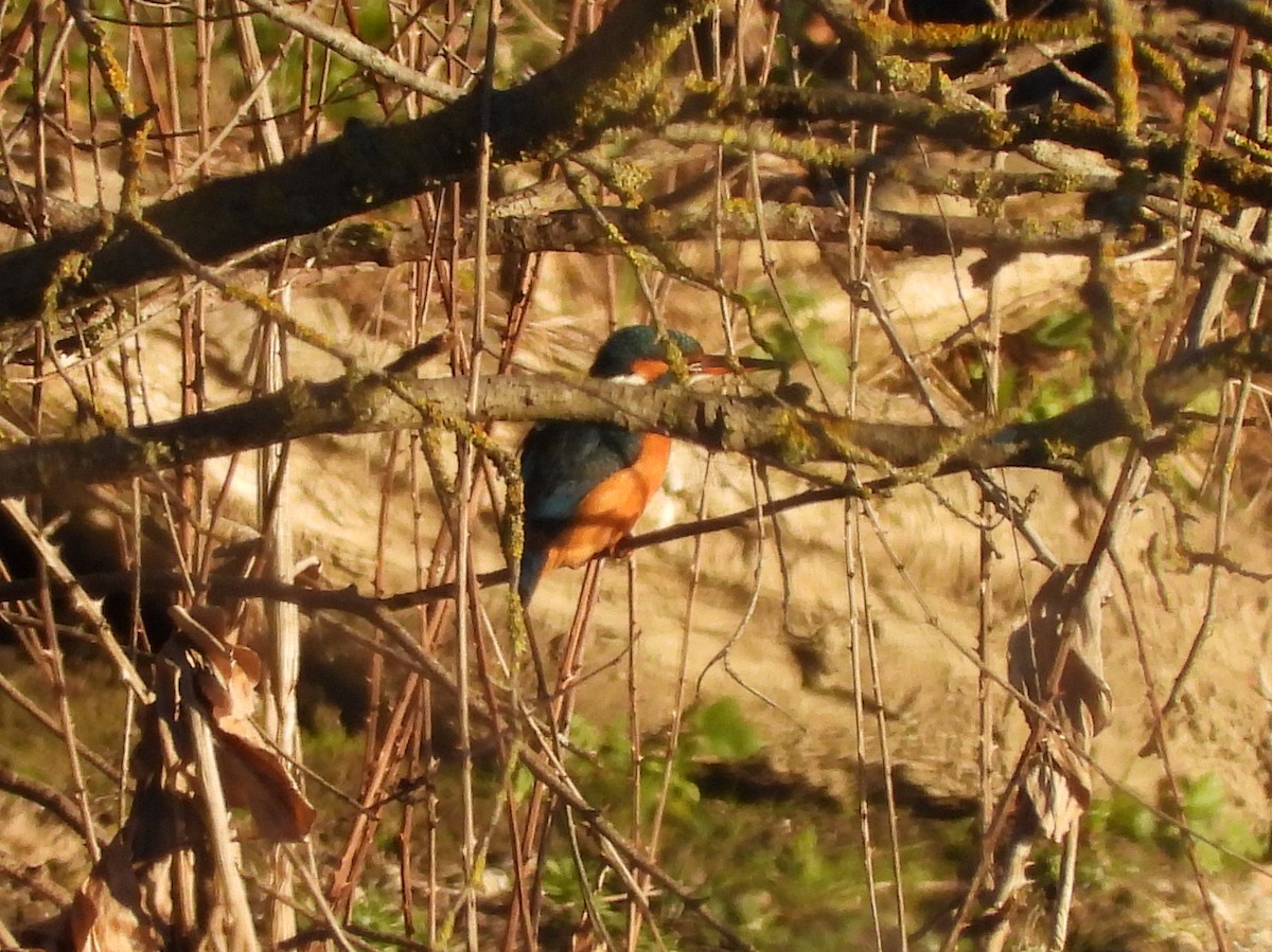 Common Kingfisher - Teresa Cohen