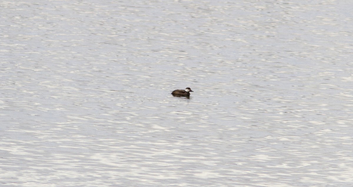 Black Scoter - ML134451991