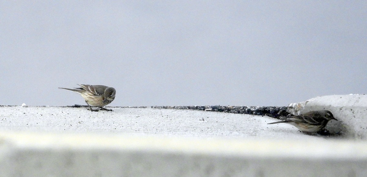 American Pipit - Norman Pillsbury