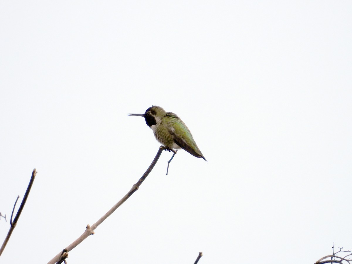 Anna's Hummingbird - Norman Pillsbury