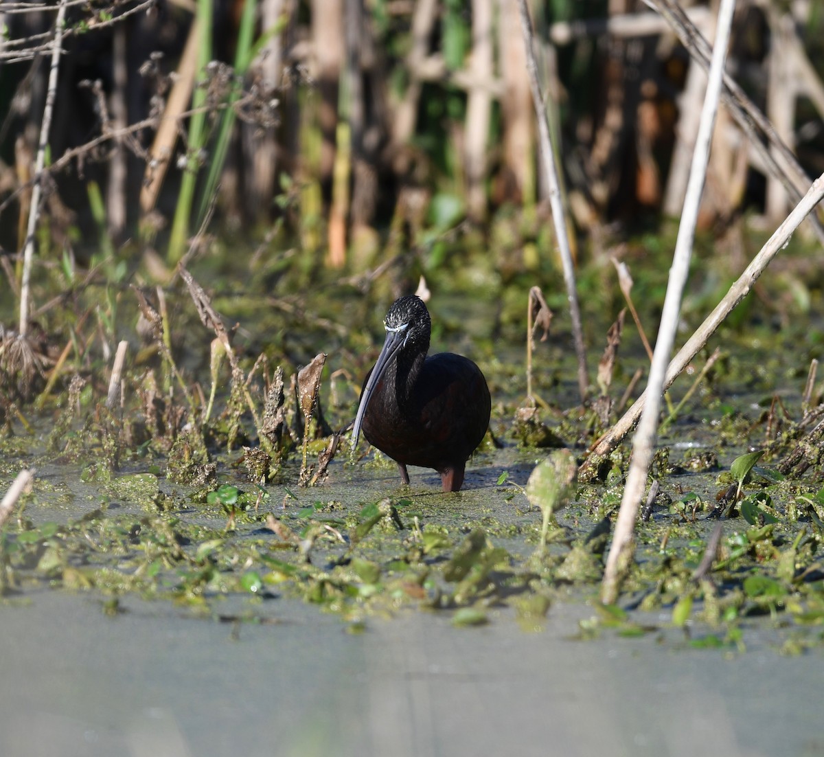 Glossy Ibis - ML134456541