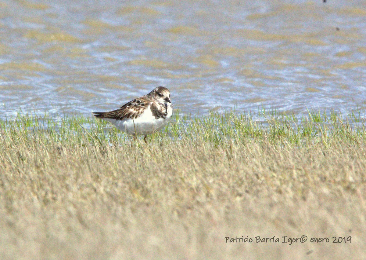 Ruddy Turnstone - ML134456661