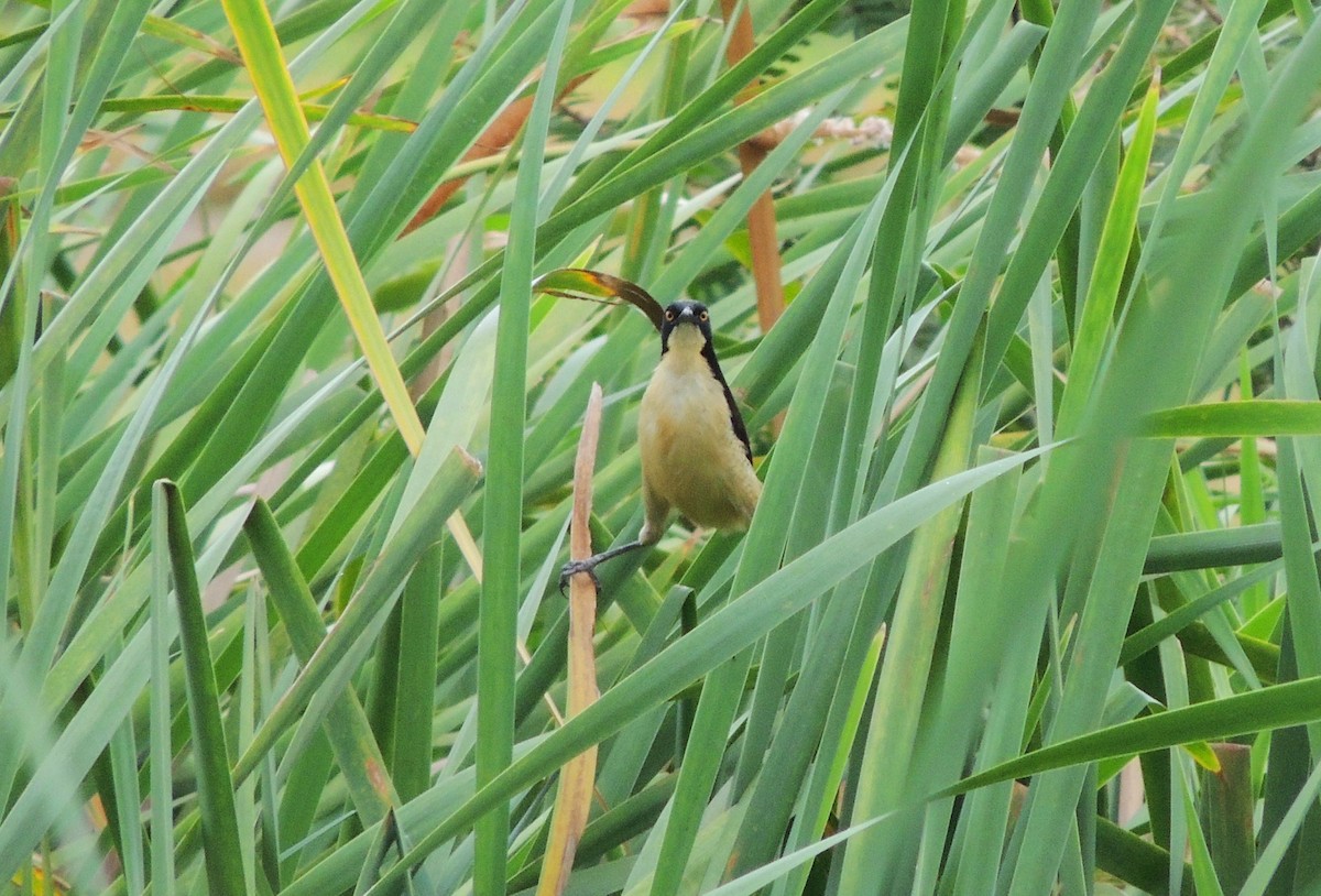 Black-capped Donacobius - ML134456771