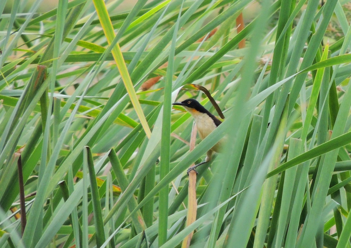 Black-capped Donacobius - ML134456781