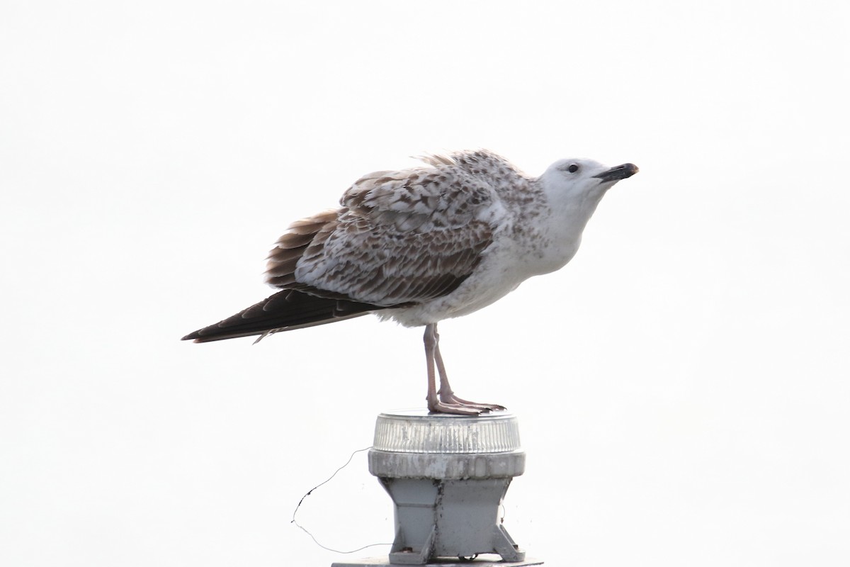 Caspian Gull - ML134457211