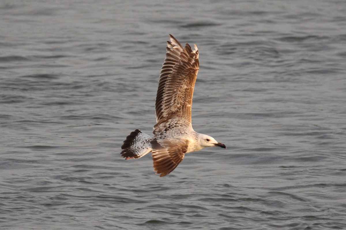 Caspian Gull - ML134457351