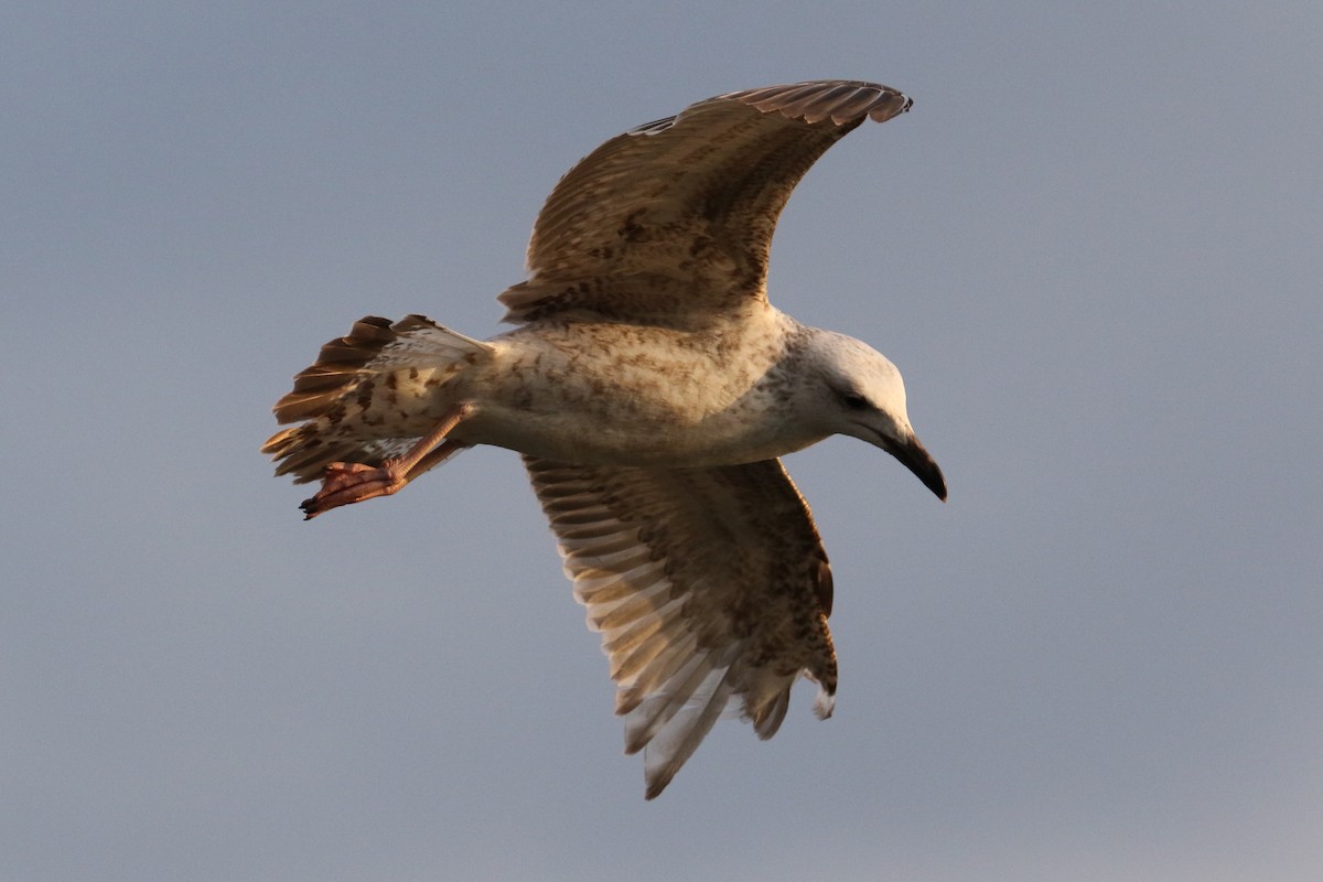Caspian Gull - ML134457441