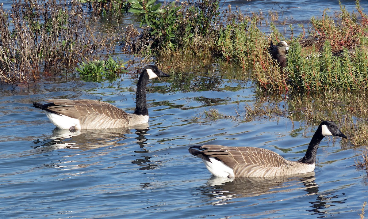 Canada Goose (moffitti/maxima) - Ken Burton