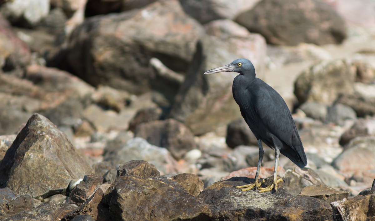 Pacific Reef-Heron - Doug Hitchcox