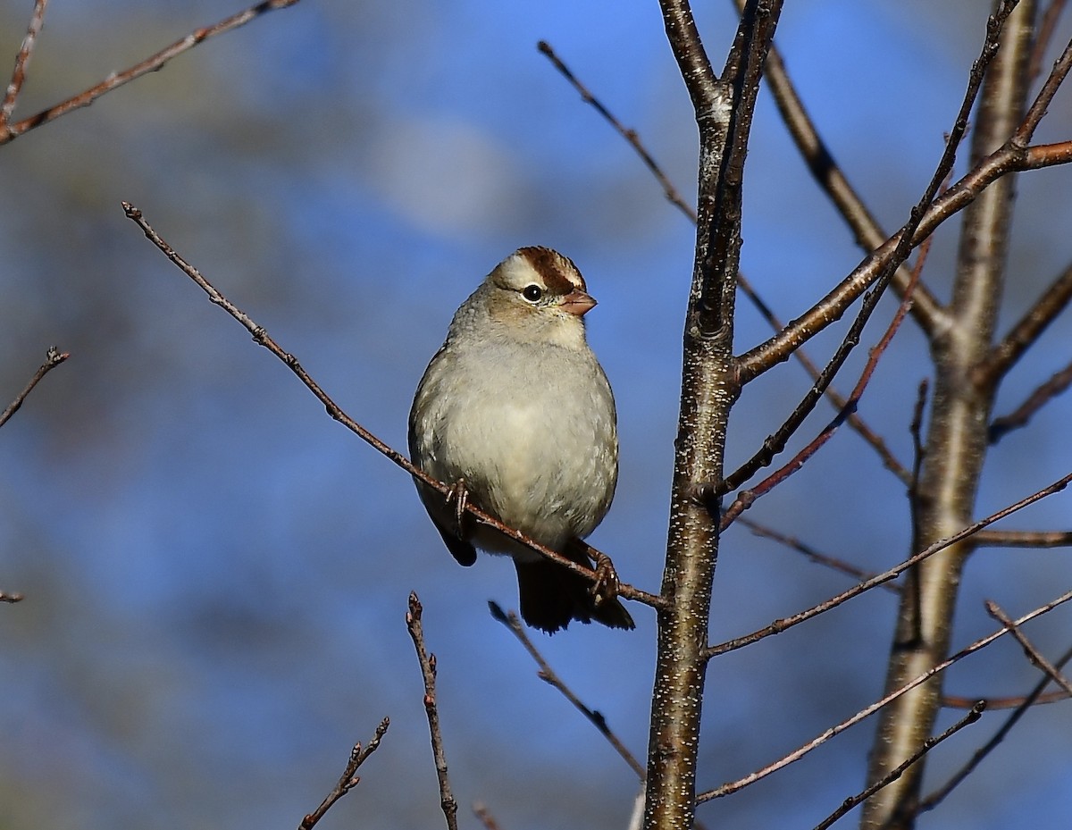 White-crowned Sparrow - ML134463571