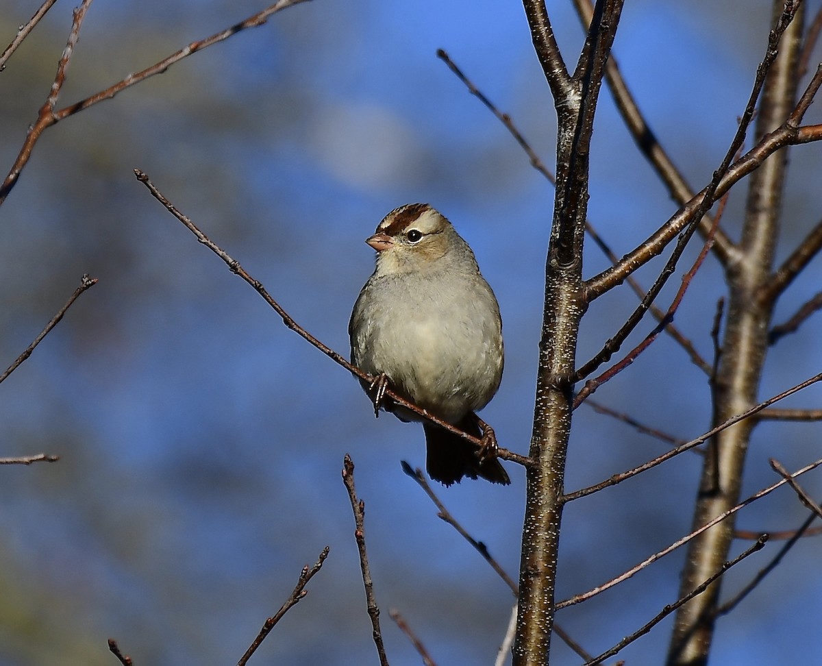 White-crowned Sparrow - ML134463581