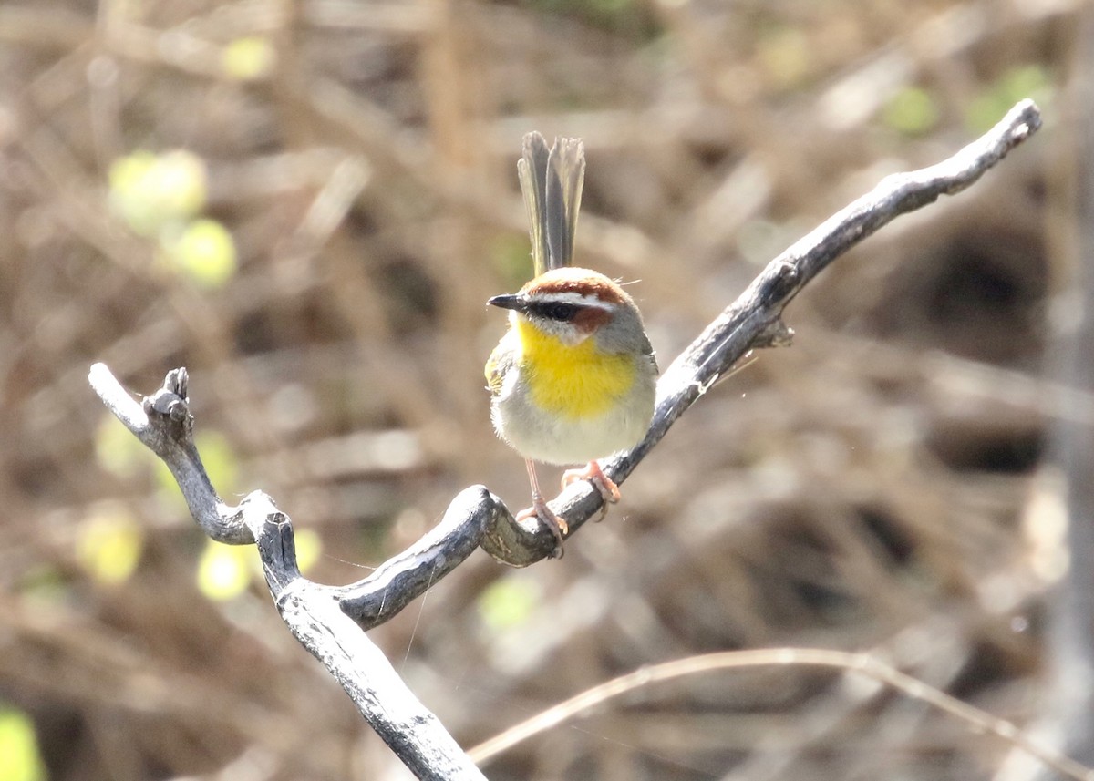 Rufous-capped Warbler - ML134465071