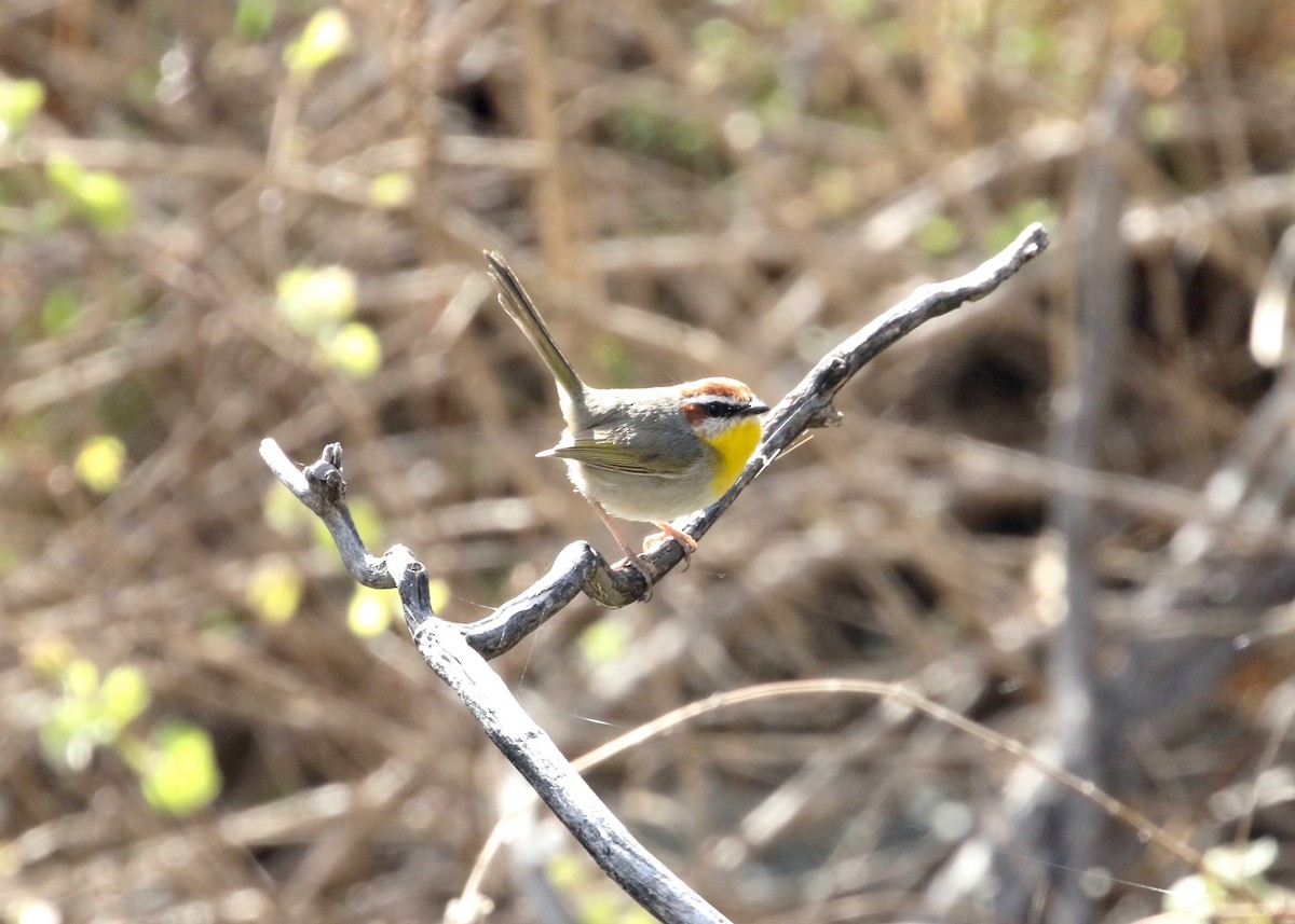 Rufous-capped Warbler - ML134465081