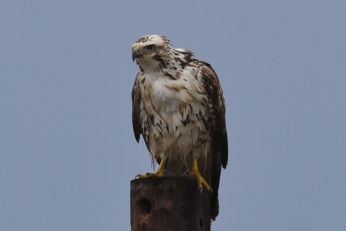 Red-tailed Hawk (Krider's) - ML134465681