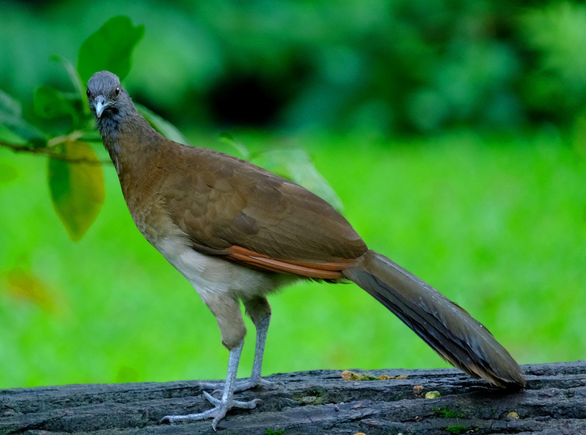 Gray-headed Chachalaca - David Zittin