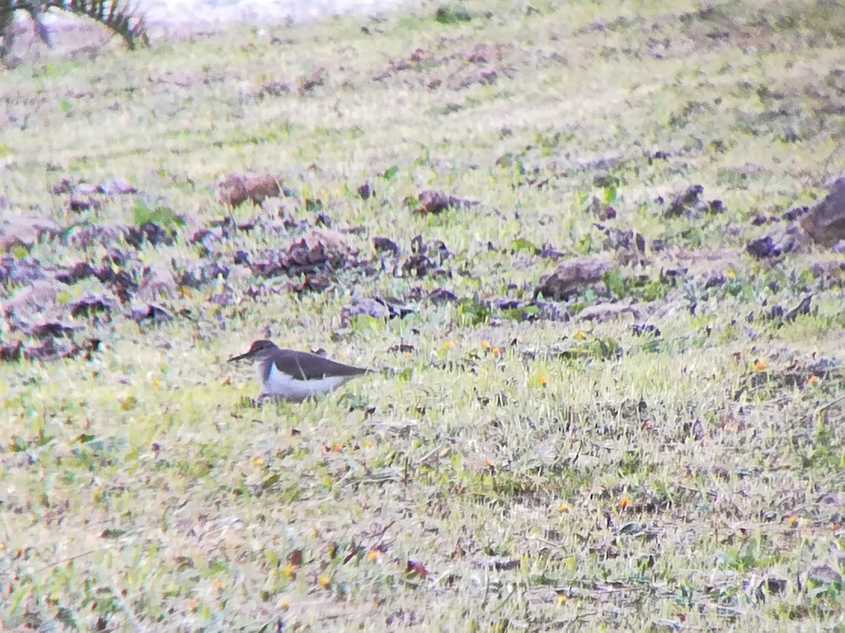 Green Sandpiper - Nelson Conceição