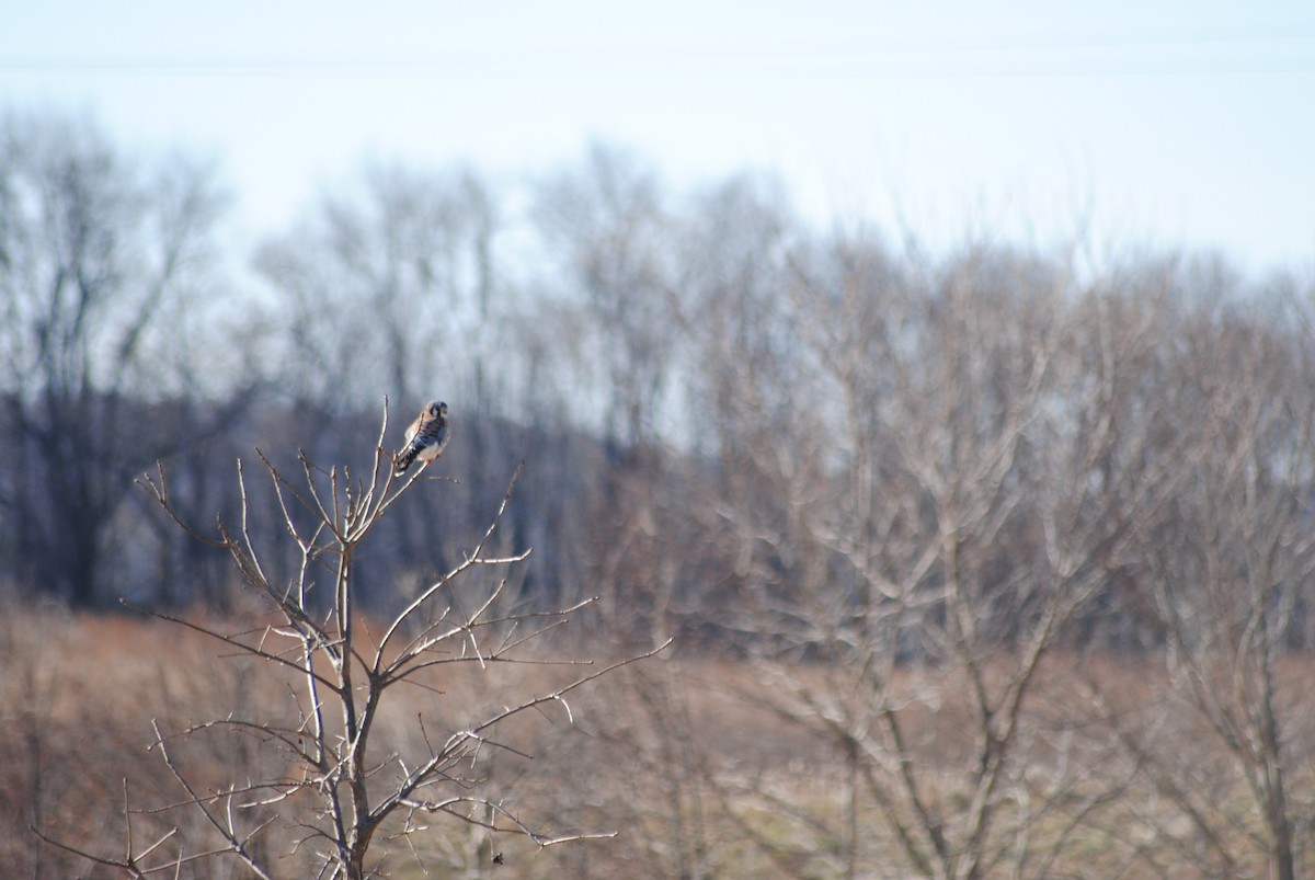 American Kestrel - ML134468331