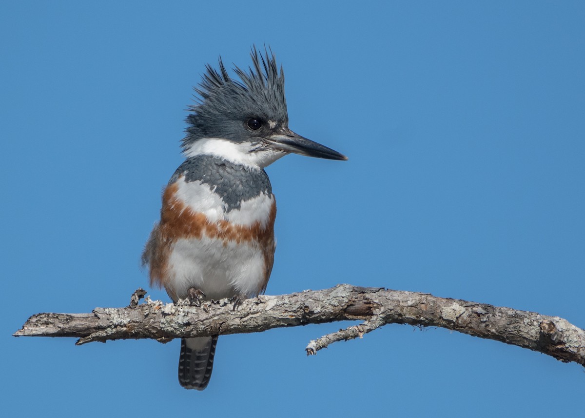 Belted Kingfisher - Charlie Bruggemann