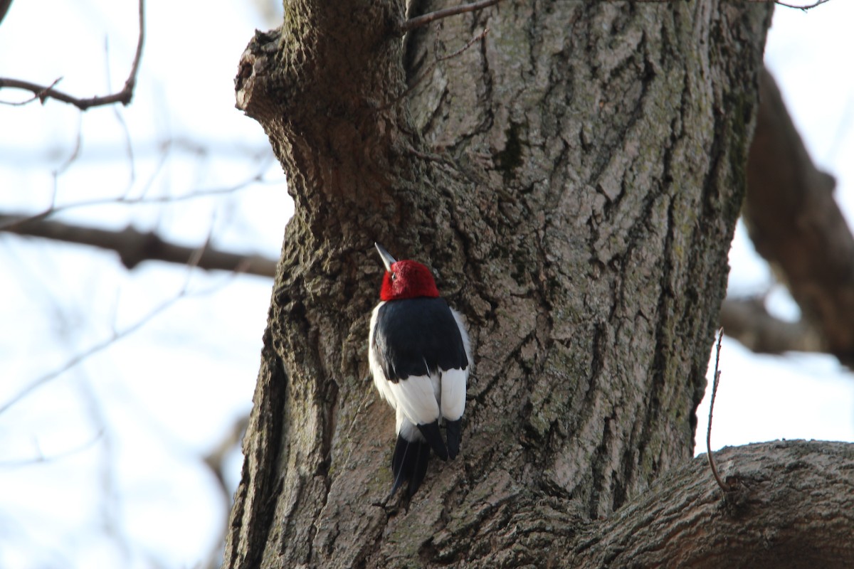 Red-headed Woodpecker - ML134470361