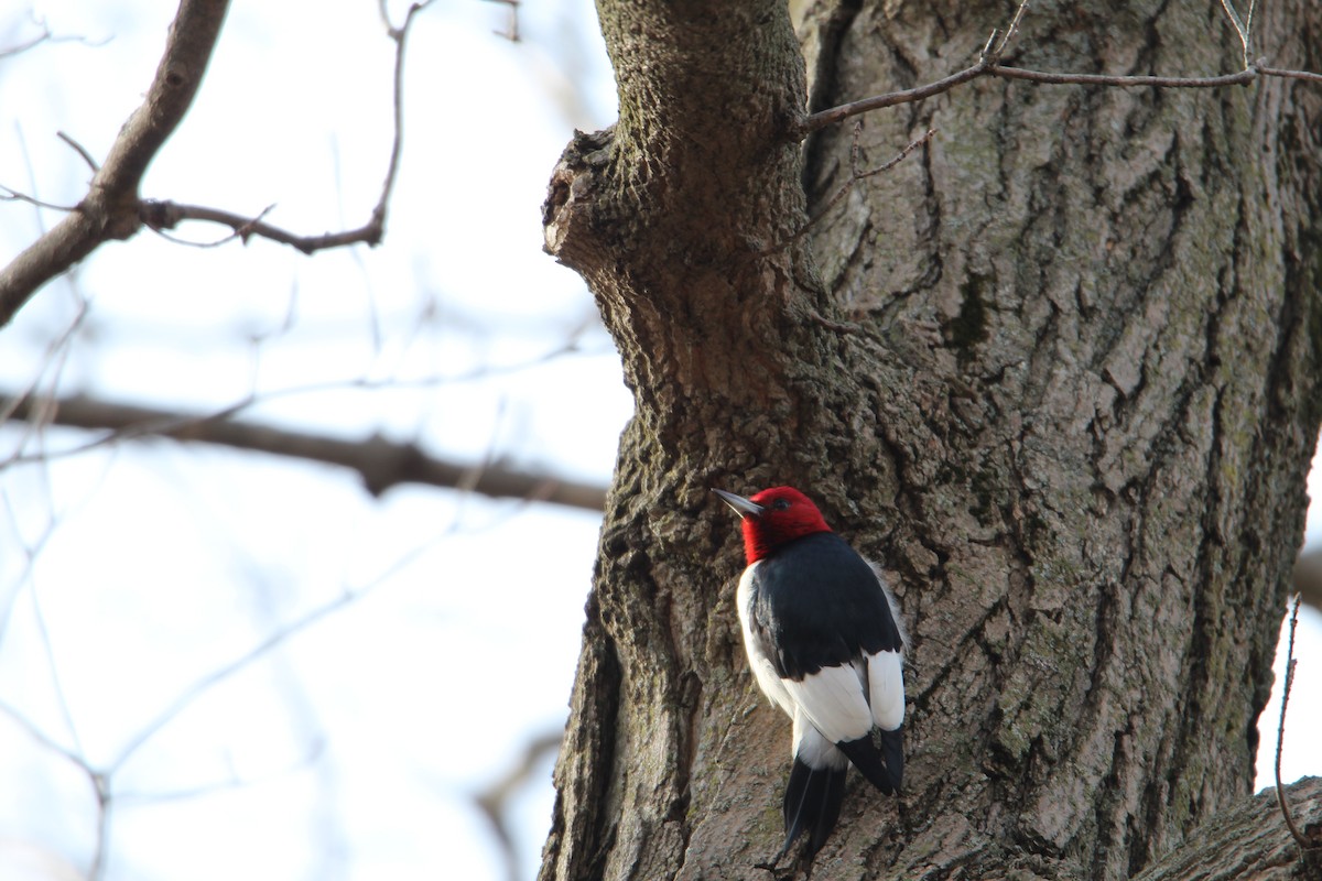 Red-headed Woodpecker - ML134470441