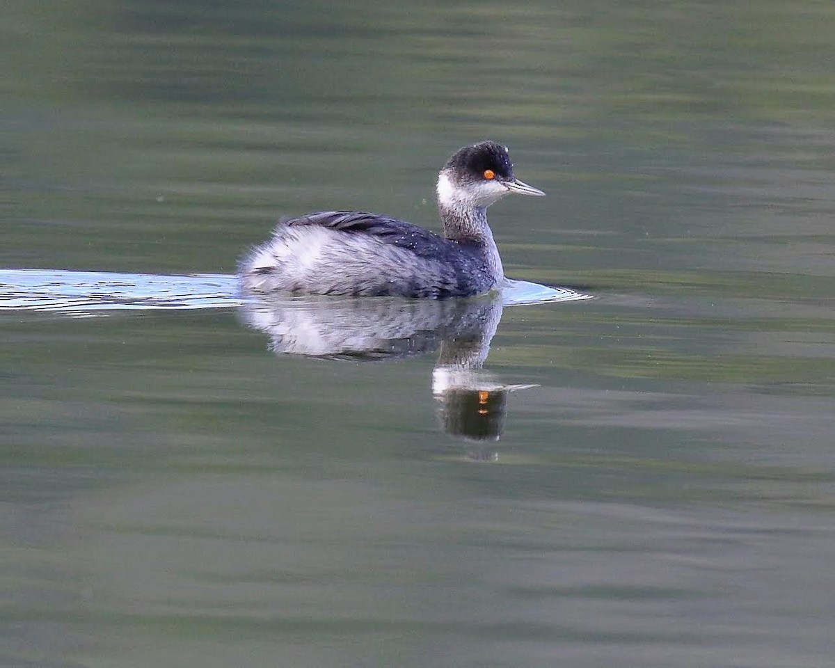 Eared Grebe - ML134470871