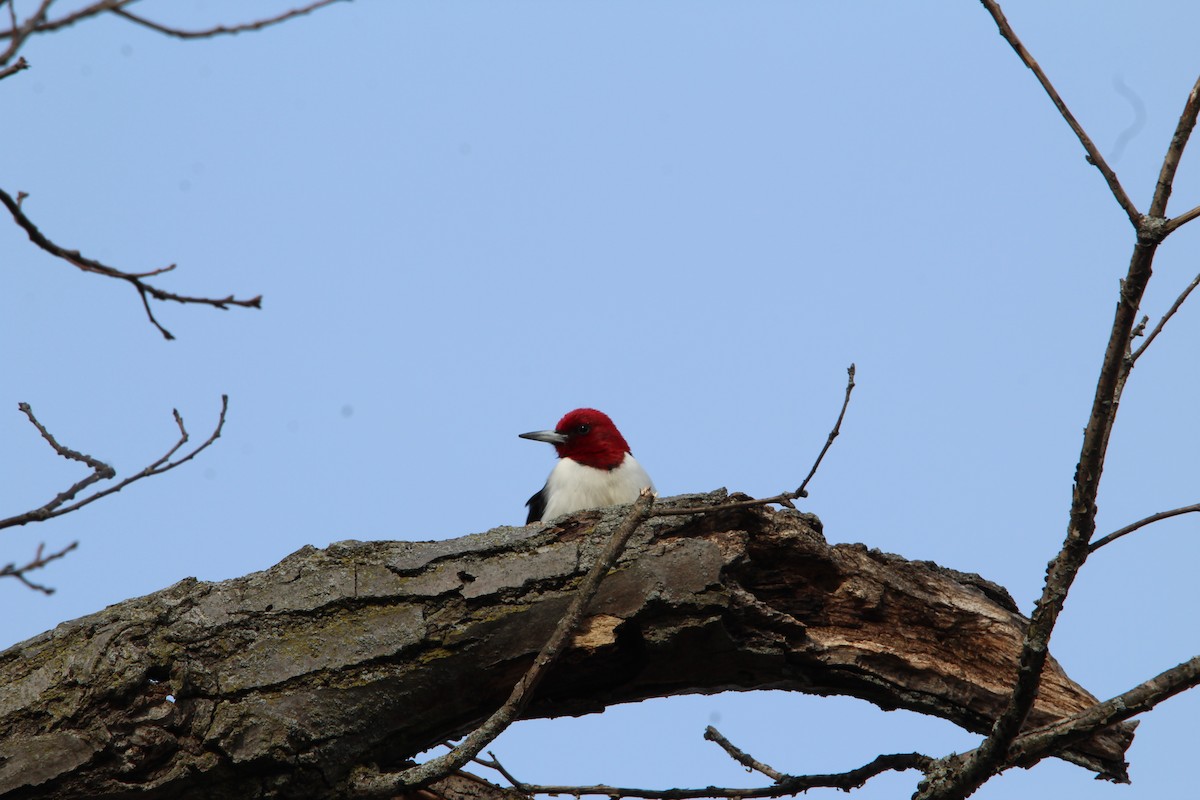 Red-headed Woodpecker - ML134470911