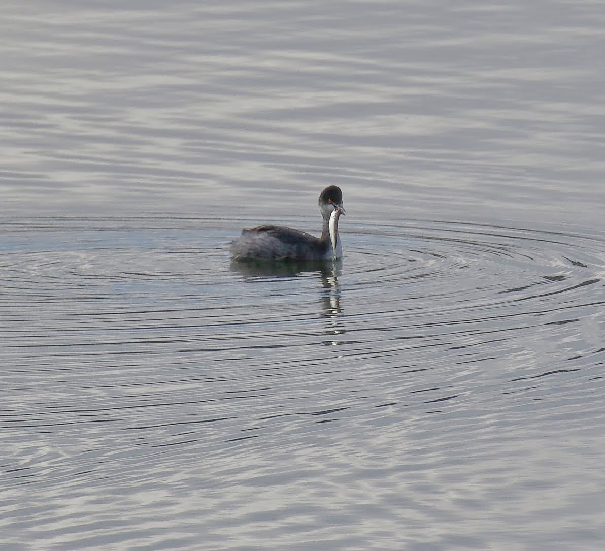 Eared Grebe - ML134470991