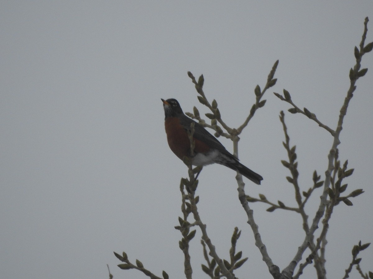 American Robin - ML134471091