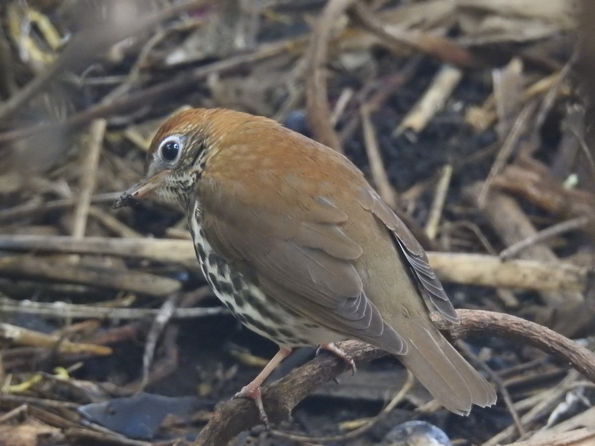 Wood Thrush - ML134471391